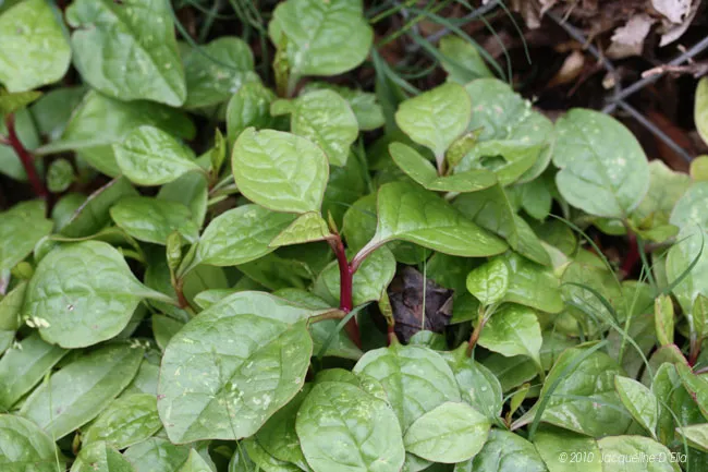A close up of some green leaves in the ground.