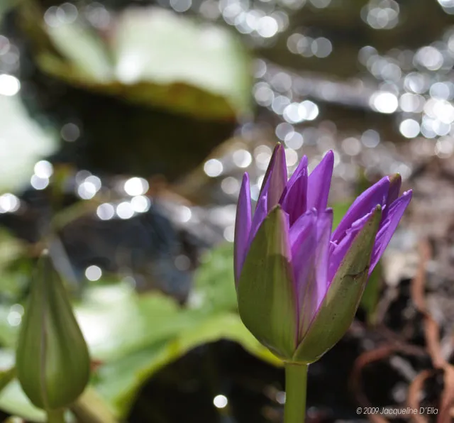 Purple water lily blooming in a pond.