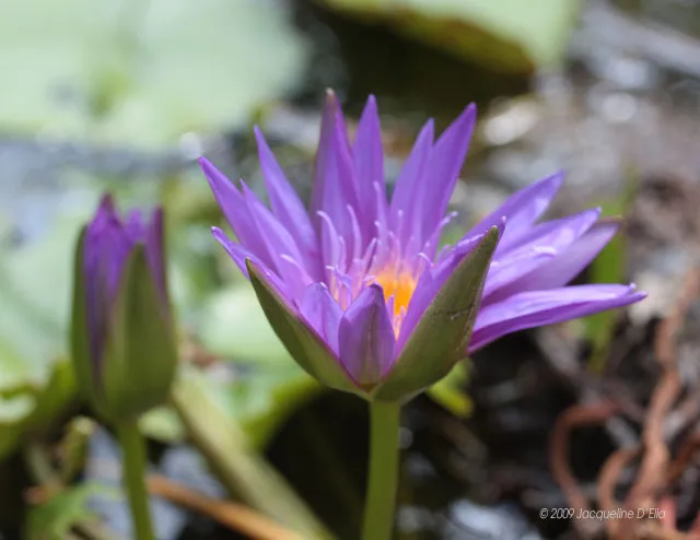 Two purple water lilies are blooming in a pond.