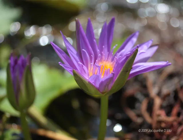 A purple water lily blooms in a pond.