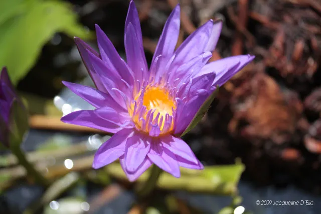 Purple water lily blooming in a pond.