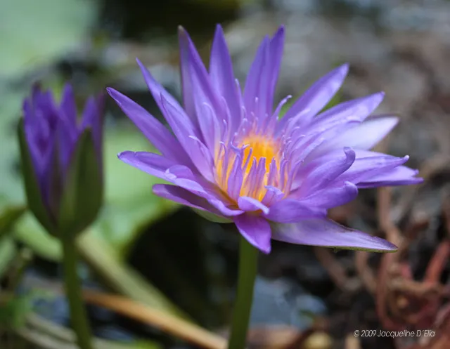 A purple water lily is blooming in a pond.