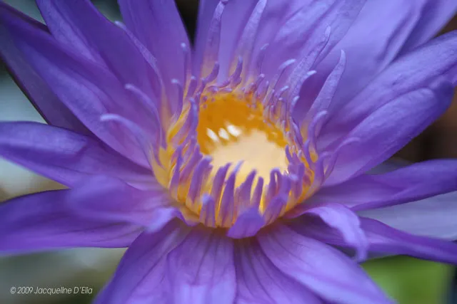 A close up of a purple water lily flower.