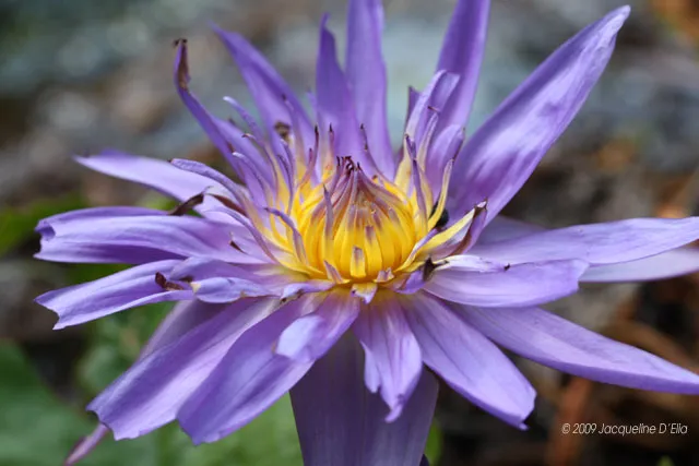 A purple water lily with yellow stamens.