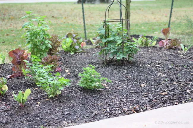 A kitchen garden bed filled with vegetables and herbs.