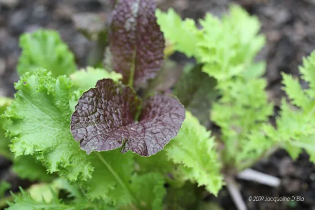 A close up of a leafy green kitchen garden plant.