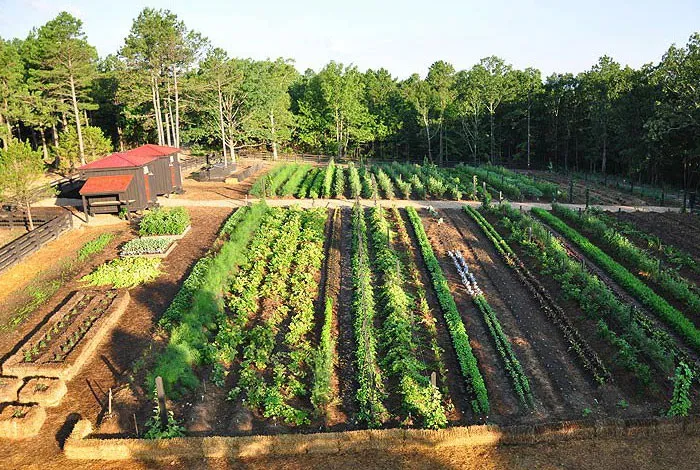 An aerial view of a vegetable garden in a wooded area.