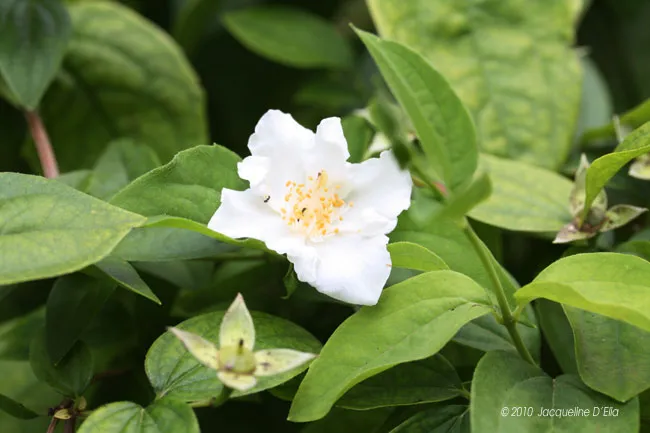 A white flower with a yellow center in a green bush.