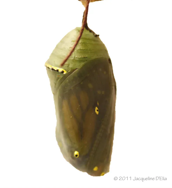 A butterfly chrysalis is hanging on a branch.