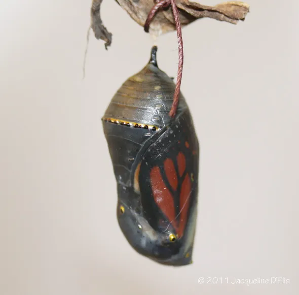 A monarch chrysalis hanging from a branch.