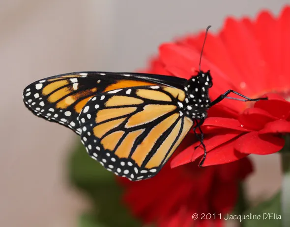 A monarch butterfly is sitting on a red flower.