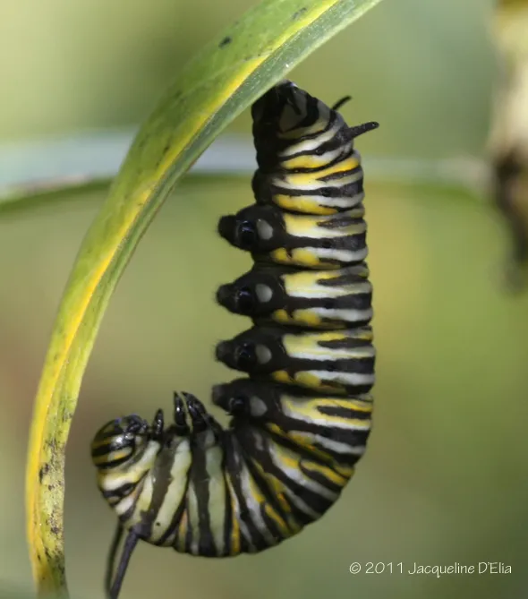 A monarch caterpillar crawling on a leaf.