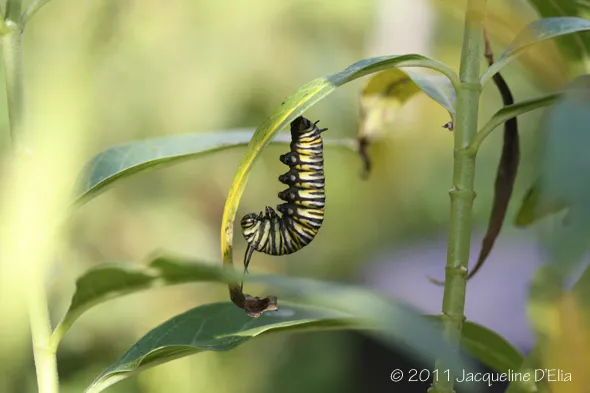A monarch caterpillar crawling on a leaf.