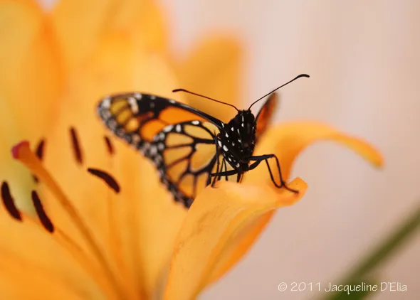 A monarch butterfly is sitting on an orange flower.