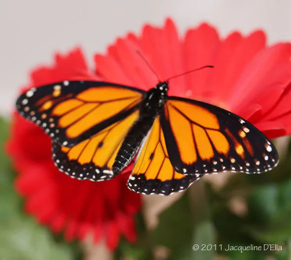 A monarch butterfly on a red flower.