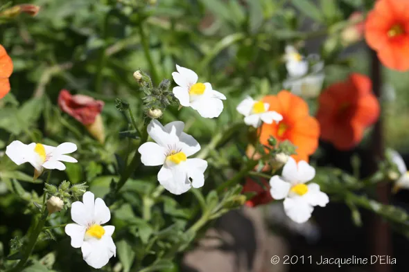 White and orange flowers in a pot.