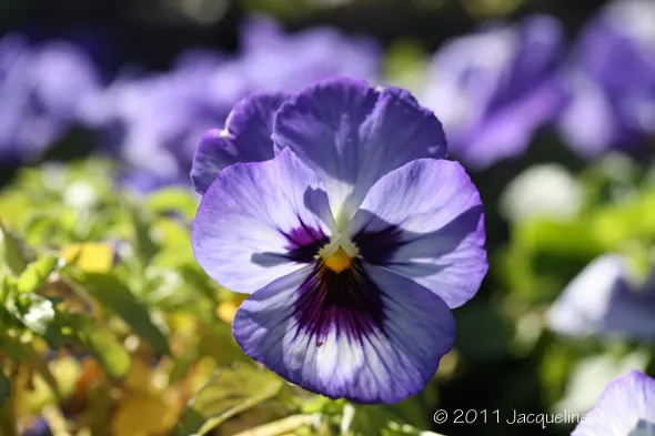 A purple pansy in a garden with green leaves.