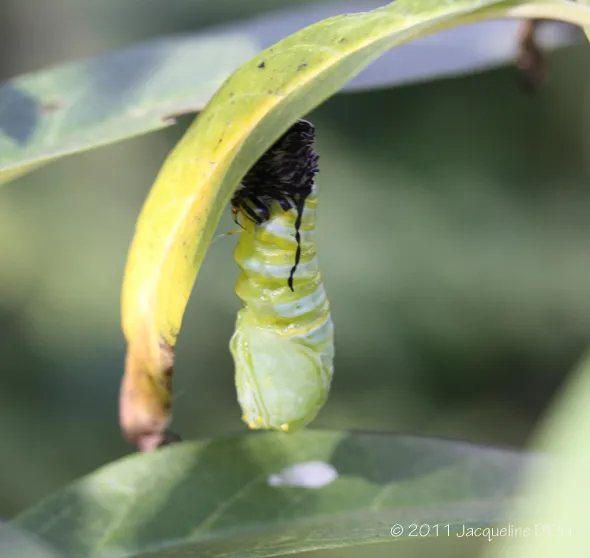 A green caterpillar on a leaf.