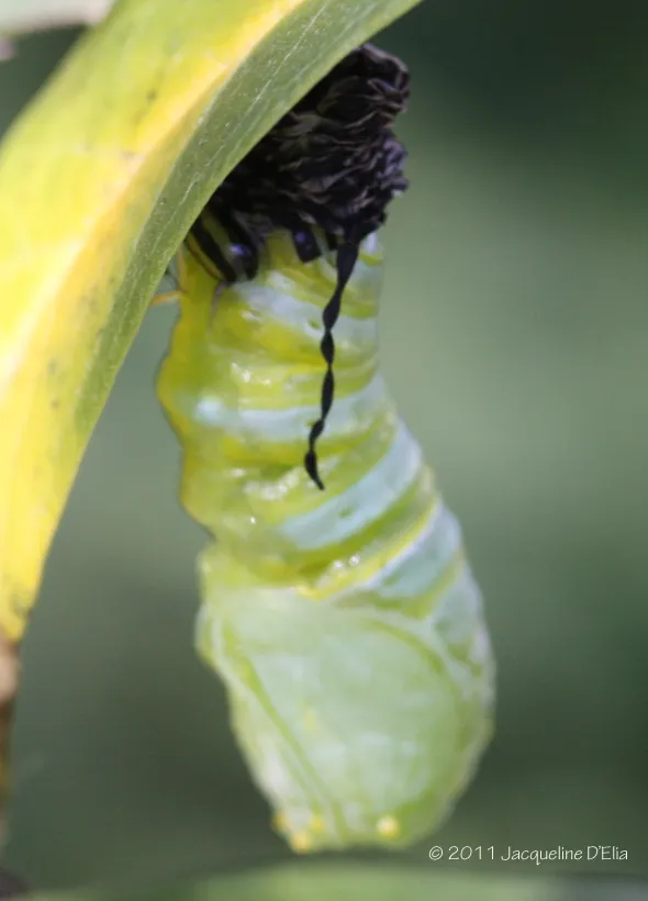 A green caterpillar is emerging from a leaf.