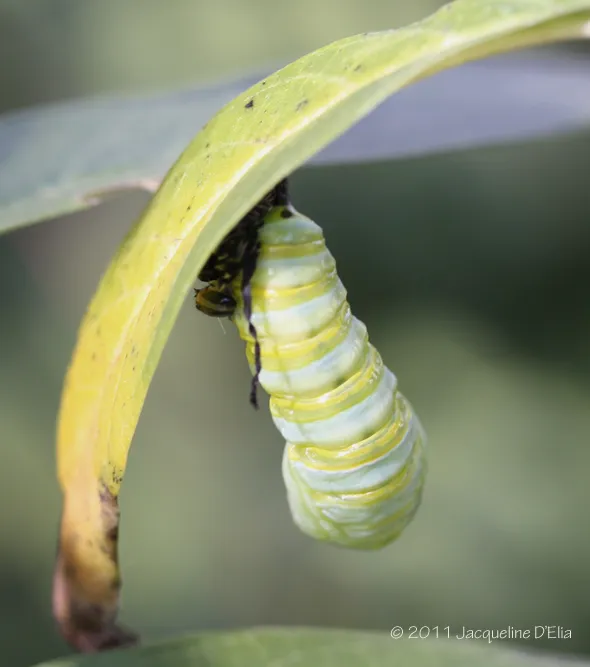 A green and yellow caterpillar on a leaf.