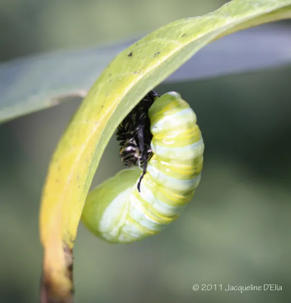 A green caterpillar on a leaf.