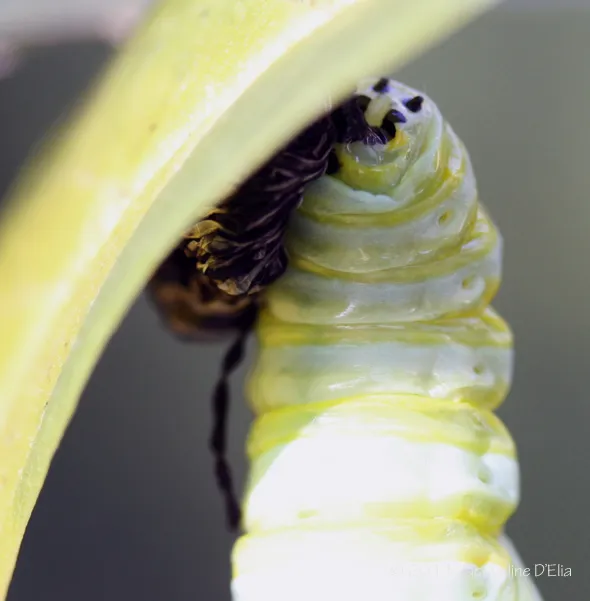 A caterpillar is coming out of a leaf.