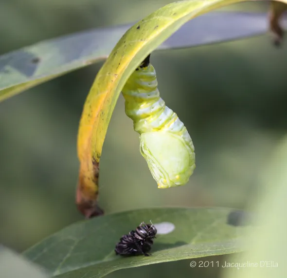 A green caterpillar is emerging from a leaf.