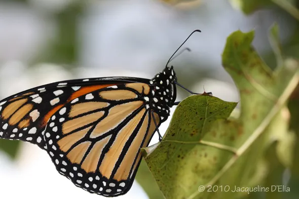 A monarch butterfly is sitting on a leaf.