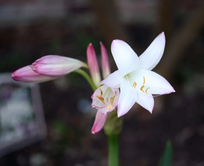 A white and pink flower is growing in a garden.