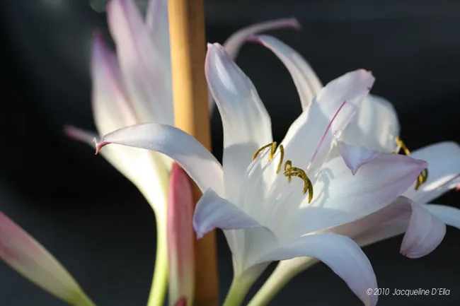 White lilies in a vase with a car in the background.