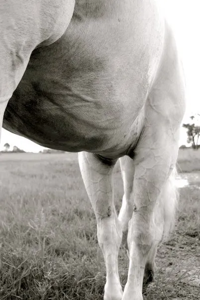 A white horse eating grass in a field.
