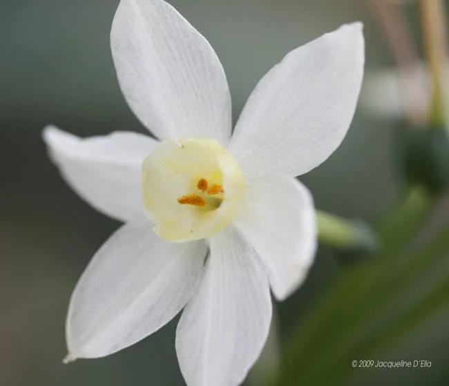 A close up of a white daffodil flower.