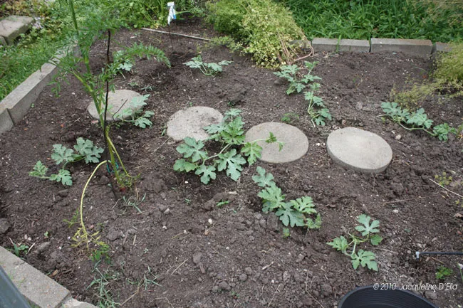 A garden bed with some plants in it.