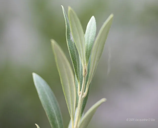 A close up of an olive plant with green leaves.