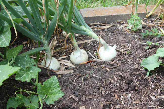 A group of onions growing in a garden bed.