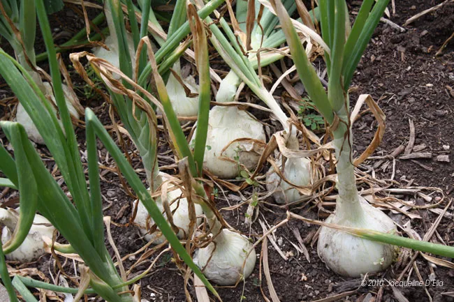 A group of white onions growing in the ground.