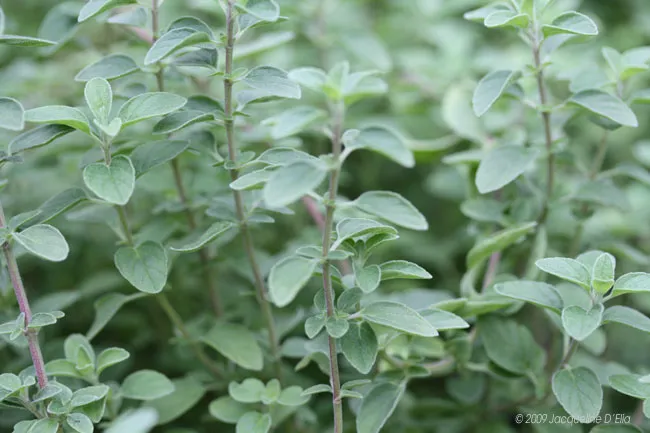 A close up of a thyme plant in a kitchen garden.