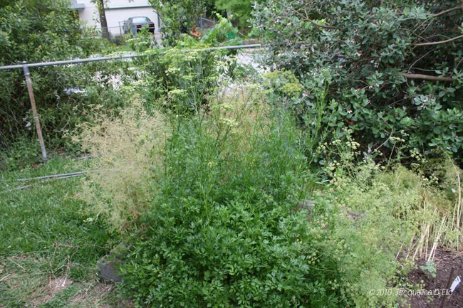 A bush in a yard with a fence.