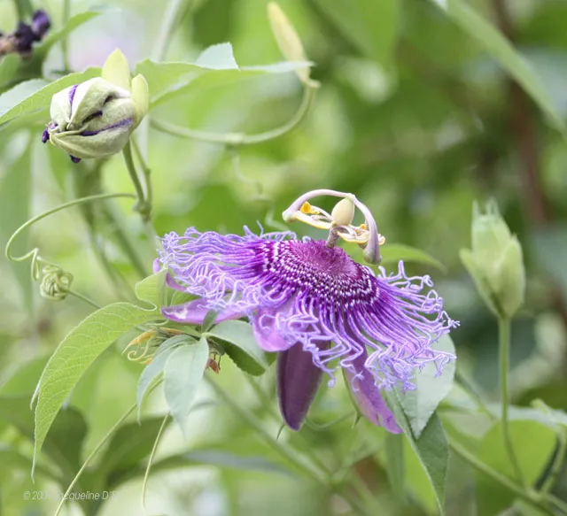 passion flower incense