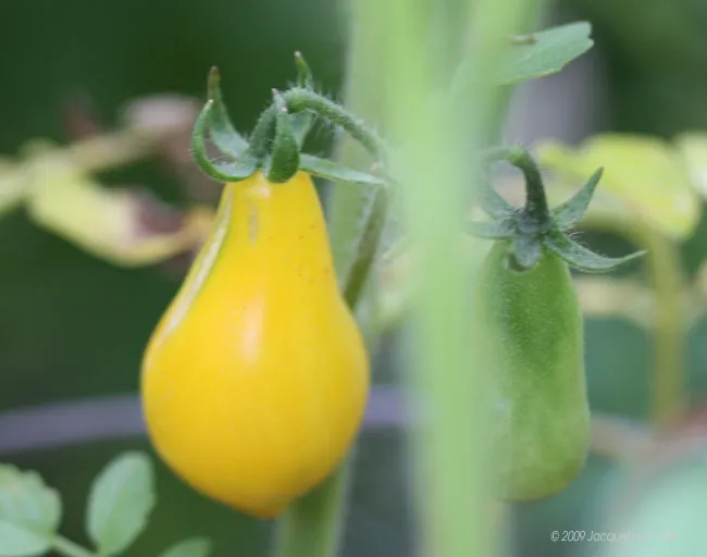 Two yellow tomatoes on a kitchen garden plant.