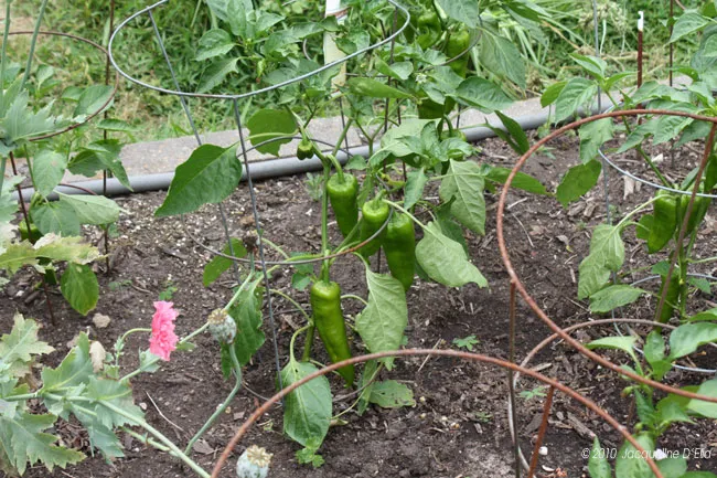 Hot peppers growing in a garden.