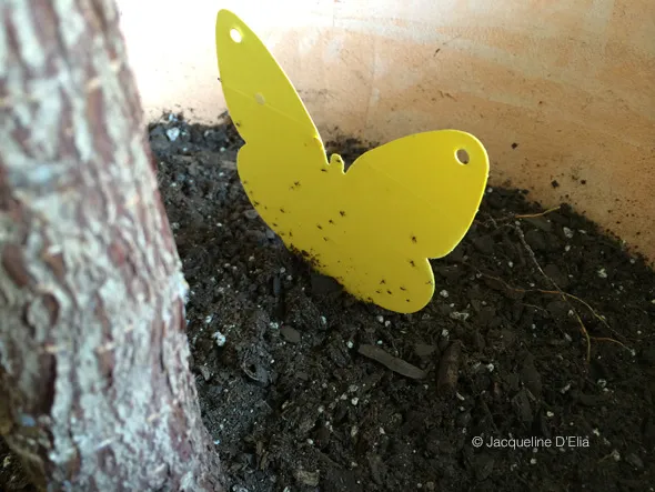 fungus gnat yellow sticky trap