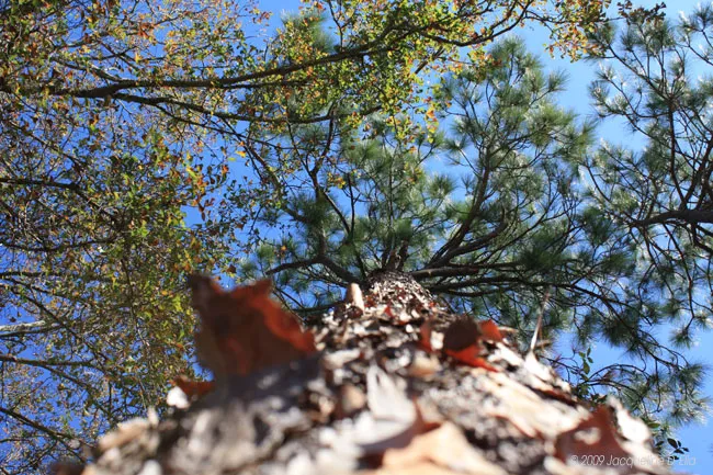 A view from the top of a pine tree.
