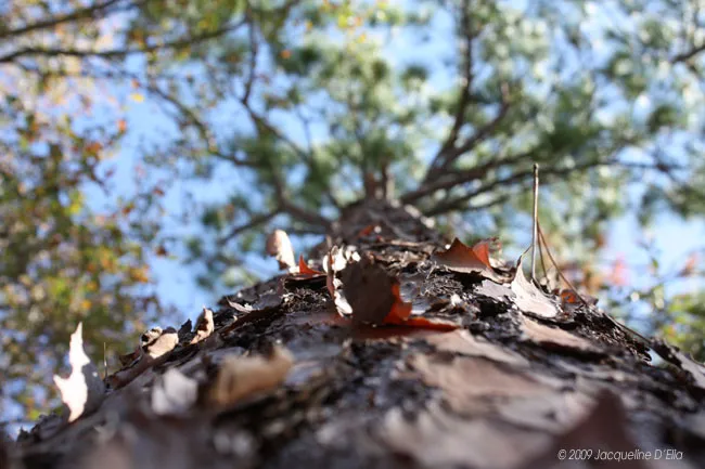 A close up of a tree with leaves on it.