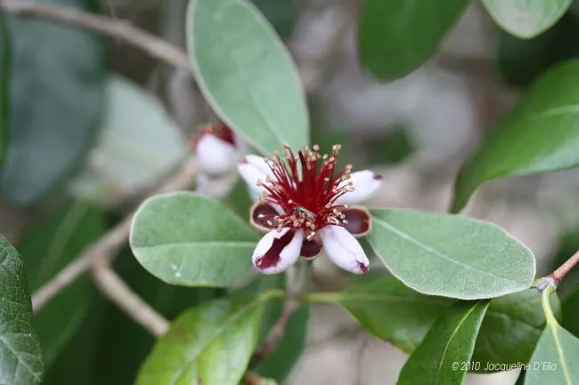 A flower with red and white petals on a green leaf.