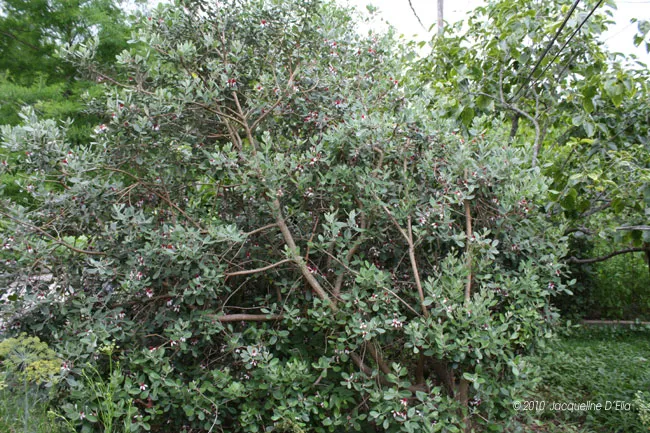 An eucalyptus tree in a garden.