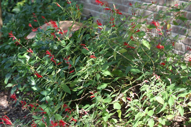 A plant with red flowers in front of a brick wall.