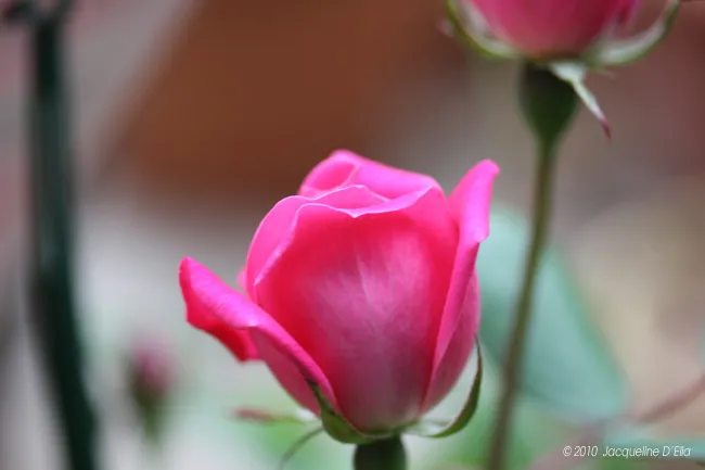 Two pink roses are blooming in a garden.
