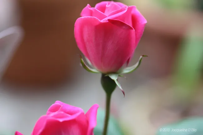 A pink rose is blooming in a pot.