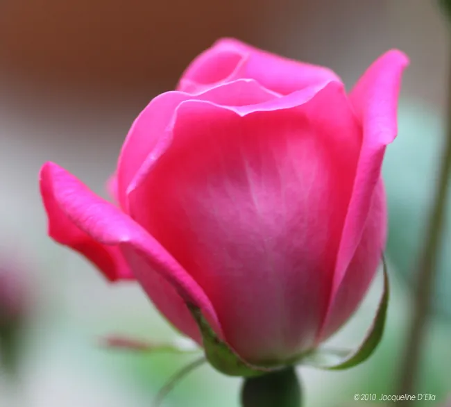 A pink rose is blooming in a garden.